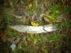 Dead Pike