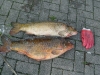 River Crane Carp