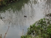 Bird feeding on a Dead Eel