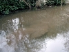 Penton Hook Spawning Channel