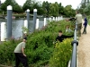 Teddington Lock Balsam