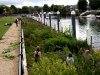 Teddington Lock Balsam