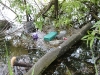 Thames Marginal debris