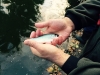 River Crane Stocking Dec 2014