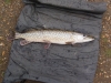 Thames Pike Day 2011