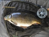 Pin caught Common Carp