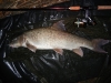 Thames Barbel