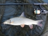 Lower Thames Barbel