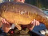 Molesey Carp_1