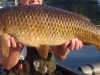 Molesey Carp_2