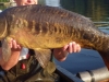 Molesey Carp_3