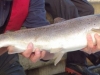 Molesey Sea trout