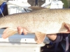 Thames Ditton Barbel