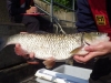 Thames Ditton Chub