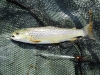 Tidal Trout