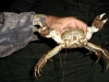 Thames Mitten Crab