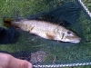 Small Thames Pike