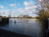 Massive Tidal Thames Perch