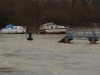 Massive Tidal Thames Perch