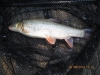 Barbel