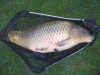 Surprise Thames Carp