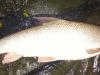 Nice Thames Barbel