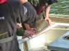 Thames Fish Surveys 2013