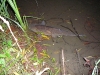 Thames Chub in the margin