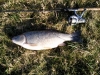 Paul Flint 5.08 Chub