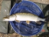 summer-thames-pike