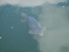 Thames Carp basking