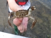 thames-mitten-crab
