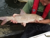 thames-survey-barbel1_0