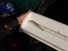 tidal-smelt