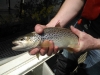 Thames Trout at Molesey