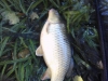 Samll Thames Carp