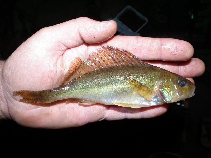 ruffe-paul-sullivan-6oz.jpg
