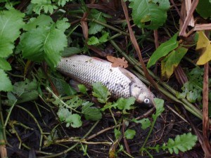 Dead river Crane Chub