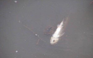Thames Fish Kill