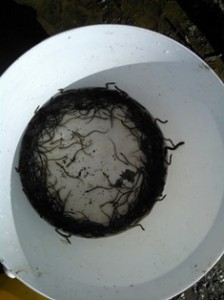 Thames Elvers
